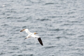gannet in flight over the sea