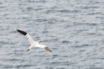 gannet in flight over the sea