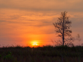 Sunsets over a row of trees and meadows.