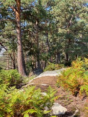 Francia - foresta di  Fontainebleau 