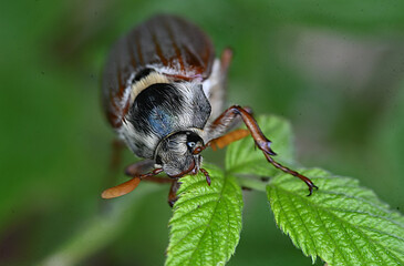 Maikäfer auf einem Blatt