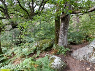 Francia - foresta di  Fontainebleau 