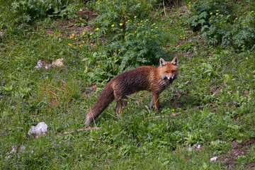 Fox (Vulpes vulpes) Volpe