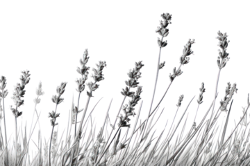 PNG Lavender drawing flower sketch. 