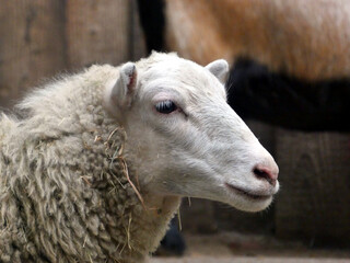 A sheep in the Wildpark MV in Guestrow (Germany)