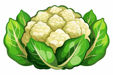 cauliflower vector illustration