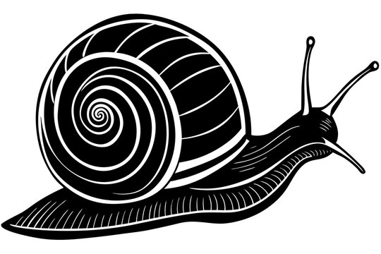 recommend clip art: snail line art vector illustration