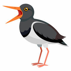Canarian Oystercatcher bird screams icon vector