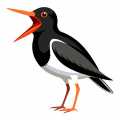 Canarian Oystercatcher bird screams icon vector