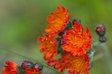 Orange hawkweed (Hieracium aurantiacum)