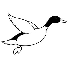 Pintail Duck flying  vector illustration svg file