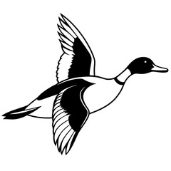 Pintail Duck flying  vector illustration svg file