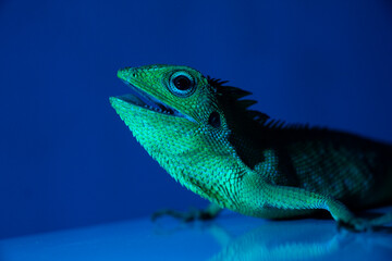 A lizard is looking at the camera with its tongue out