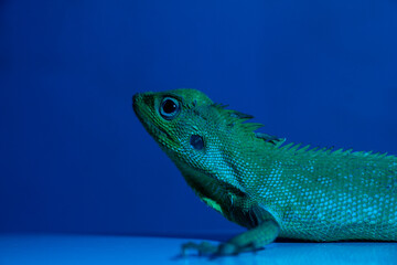 A lizard with a green head and a blue background