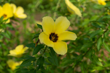 Bees looking for honey and pollen from Turnera ulmifolia flowers