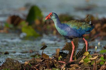 African purple swamphen or Purple gallinule ( Porphyrio madagascariensis)  foraging while walking on water lily leaves in a cove in the Chobe River between Namibia and Botswana
