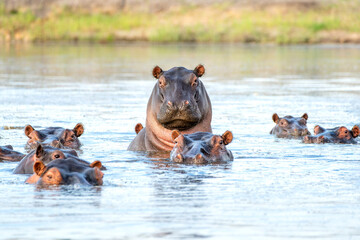 Fototapeta premium Hippopotamus in the Chobe River on the border between Botswana and Namibia shows dominant behaviour. 