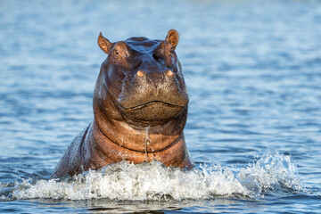 Fototapeta premium Hippopotamus in the Chobe River on the border between Botswana and Namibia shows dominant behaviour. 
