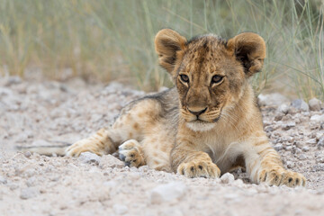 This lion cub was resting in the open with his mother iclose to him in Etosha National Park in Namibia. 