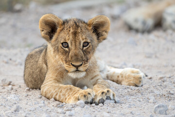 This lion cub was resting in the open with his mother iclose to him in Etosha National Park in Namibia. 
