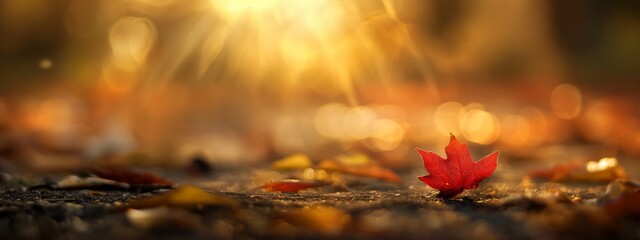 soft focus with bokeh morning wild foliage red Maple leaf on rock, forest lush and quiet, beautiful nature autumn background with copy space