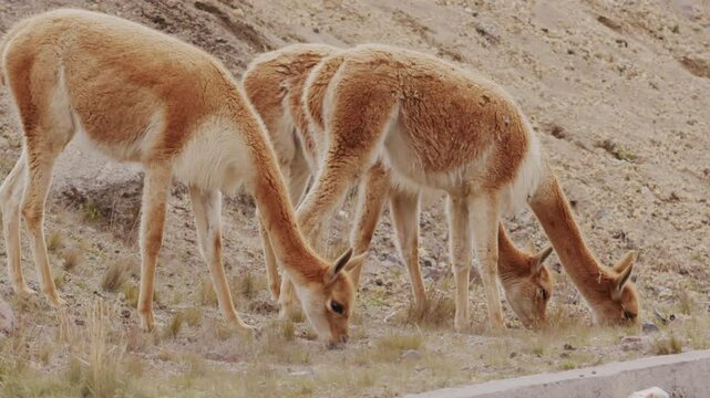 Slow motions of vicuna animals grazing on the wild plants in the desert highlands during daytime