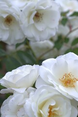 white roses with softly blurred rosebush in background. websites or blogs related to gardening or nature, print media for articles about flowers or romance, garden plants sale, floral background.