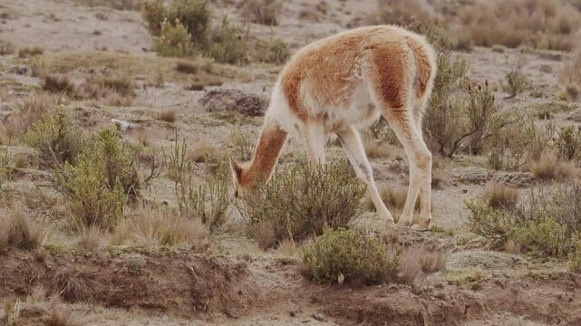 Slow motion footage of a vicuna grazing on the wild plants in the desert highlands in daytime