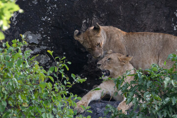 lioness in the rocks