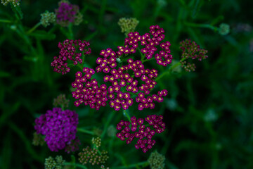 Yarrow flowers growing in a field. Perennial plant. Cluster flowers.
