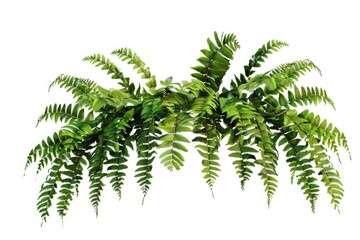 Fototapeta premium A close-up view of a single plant on a plain white background, suitable for use in various scientific or educational contexts