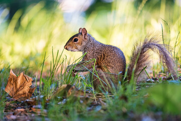 Early morning squirrel in Owls Head park, Brooklyn