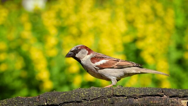 Bird, house sparrow (passer domesticus), perches on branch to nibble eat seeds and grains bird mix food.