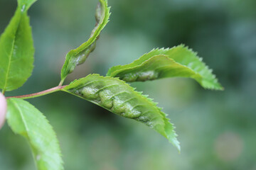 Rose midge (Dasineura rosae synonym Wachtliella rosarum). Larvae feeding in a folded leaf.