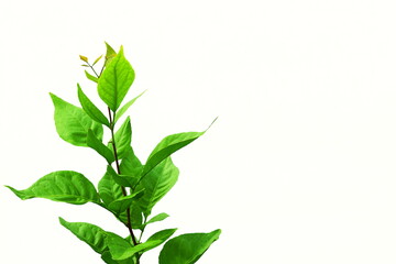 indian holy plant bael leaves commonly known in india as bael patra,bilva patra, bili patra used worship of hindu god shiva and traditional medicinal,white background,copy space