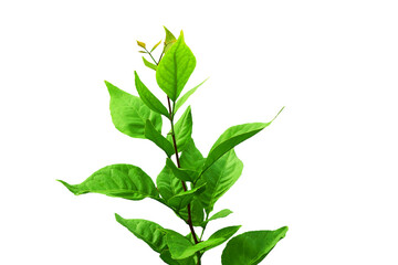 indian holy plant bael leaves commonly known in india as bael patra,bilva patra, bili patra used worship of hindu god shiva and traditional medicinal,cutout in transparent background,png format