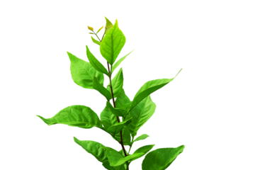 indian holy plant bael leaves commonly known in india as bael patra,bilva patra, bili patra used worship of hindu god shiva and traditional medicinal,cutout in transparent background,png format
