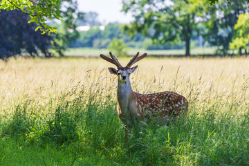Sika deer - Cervus nippon is grazing in the forest and in the meadow. Photo from wild nature