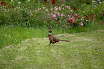 A male pheasant is walking on the grass in the park