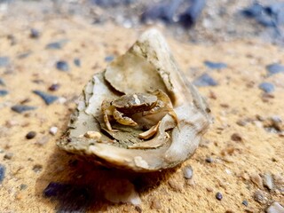 Whimsical tiny crab sitting in seashell, funny and moody cream colors