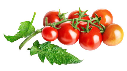 Fresh Tomatoes with green leaves. Tomato vegetables brunch. Vegetable isolated. Organic natural farm grown food harvest.  PNG.