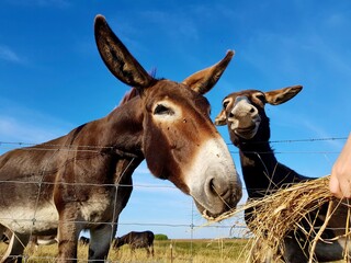 Portrait of two donkeys on blue sky, funny looking mule animals are fed by kids with straw