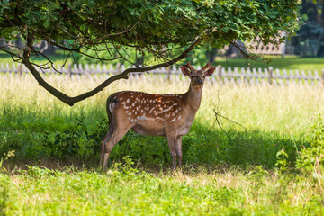 Sika deer - Cervus nippon is grazing in the forest and in the meadow. Photo from wild nature
