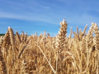 Golden wheat grain ears in summer sun with blue sky growing on rural field symbolizing modern technology in agriculture and farm life as well as disruption of global wheat market due to ukraine war