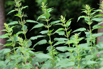 Dioecious nettle (Urtica dioica) grows in nature