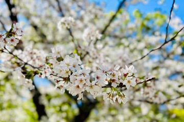 Sakura flower