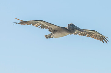 Pelican flying in the peninsula of Baja in the state of Baja California Sur. MEXICO by the sea of...