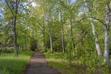Waskesiu walking trail in a morning after a Spring rain