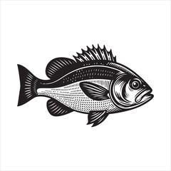 Sea Bass Vector