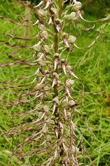 Close up of a Lizard orchid (Himantoglossum hircinum)
